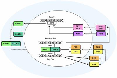 The Circadian Molecular Machinery in CNS Cells: A Fine Tuner of Neuronal and Glial Activity With Space/Time Resolution